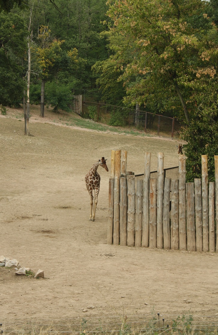 žirafa v brněnské ZOO 17.7.2018