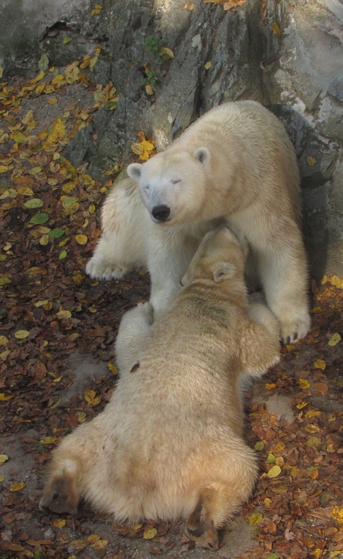 lední medvědice s odrostlým mládětem 16.10.2017