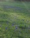kvetoucí modřenec hroznatý na Střeleckém kopci 19.4.2019